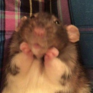 Meet your Posher, Piper